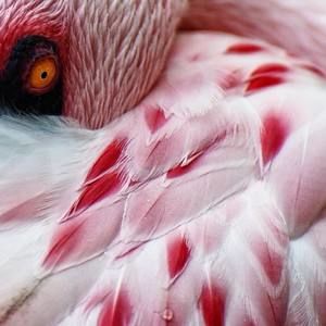 Meet your Posher, Melody